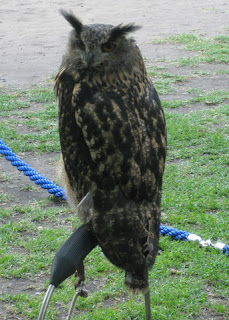 Tethered owl, York, England