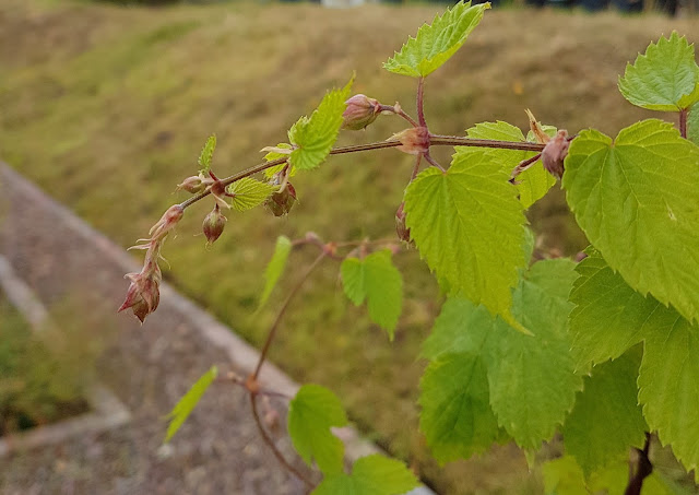 Hop flowers beginning to form on the plant in the herb garden Hop flowers beginning to form on the plant in the herb garden