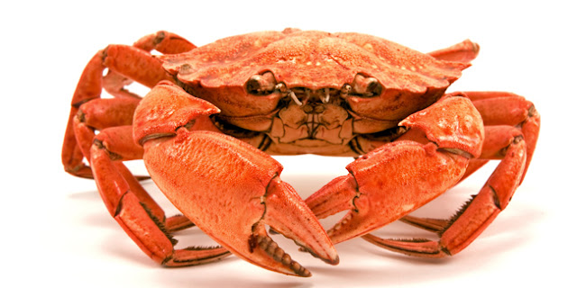 Waspada Terhadap 6 Makanan Palsu Berbahaya Asal Cina Ini Waspada Terhadap 6 Makanan Palsu Berbahaya Asal Cina Ini