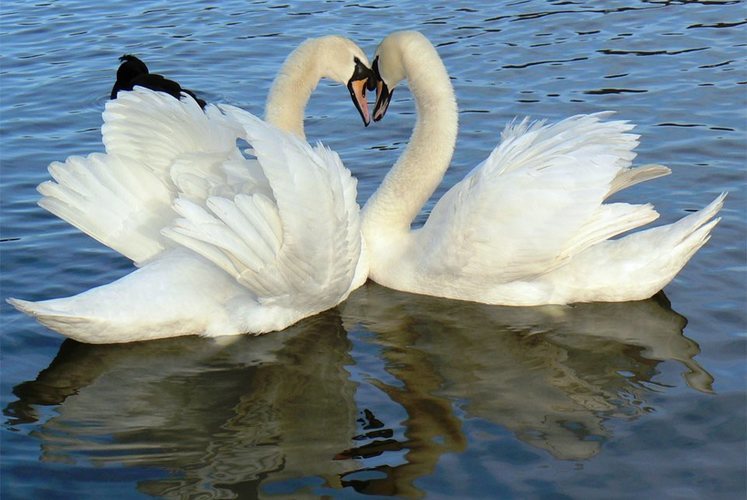 Шувуунд дурлагсад