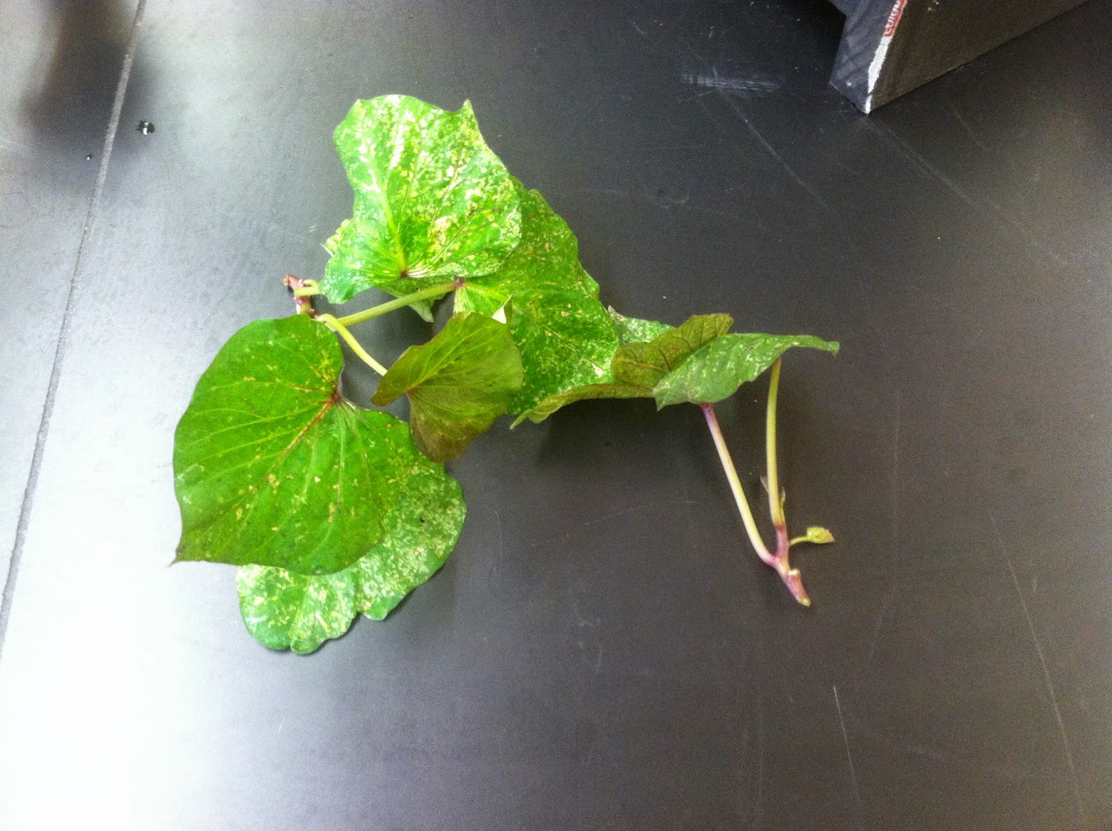 Fitzpatrick Farm Growing sweet potato from cuttings