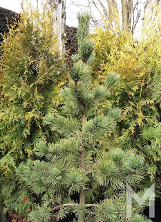 Sosna oścista (Pinus aristata)