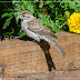 Juvenile Chipping Sparrow: New baby bird for our Regina yard