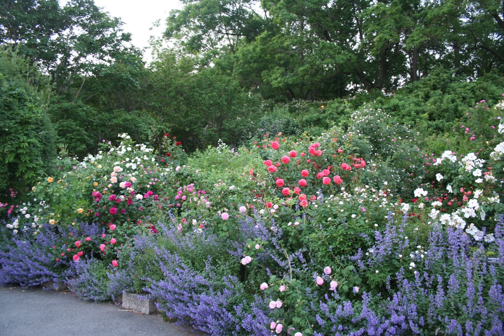 Our Garden Journal: A Celebration of Roses: 