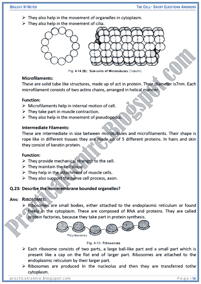 The Cell - Short Questions Answers - Biology XI