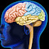 Brain Scans May Predict Criminal Behaviour