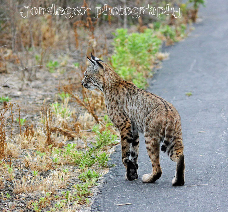 Northern Illinois Birder Lynx / Bobcats and Birds don't mix...