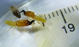 Soldiers and a worker of Pericapritermes termite
