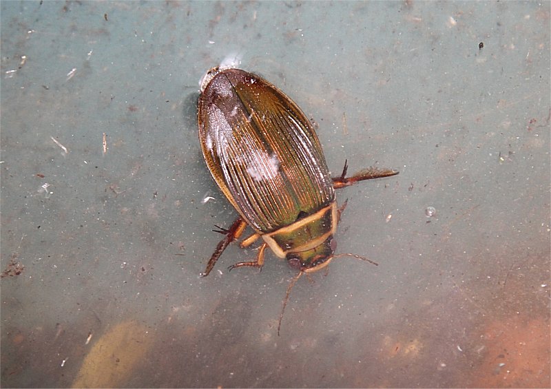 Murfs Wildlife Great Diving Beetle