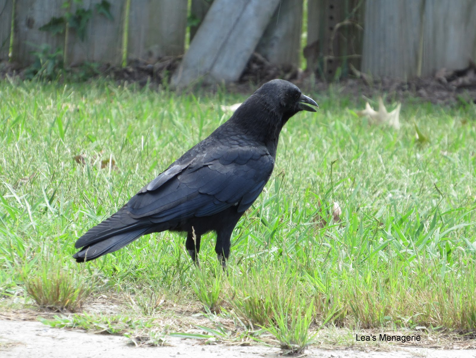 Lea's Menagerie Crows, September 5, 2018