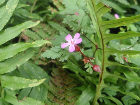 geranio silvestre