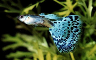 Guppy jenis Metal Lace Thailand Gambar Guppy jenis Metal Lace Thailand