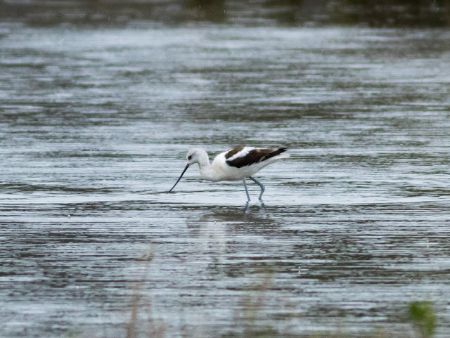 American Avocet - Merritt Island, Florida American Avocet - Merritt Island, Florida