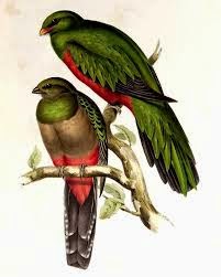 quetzal pavonino Pharomachrus pavoninus