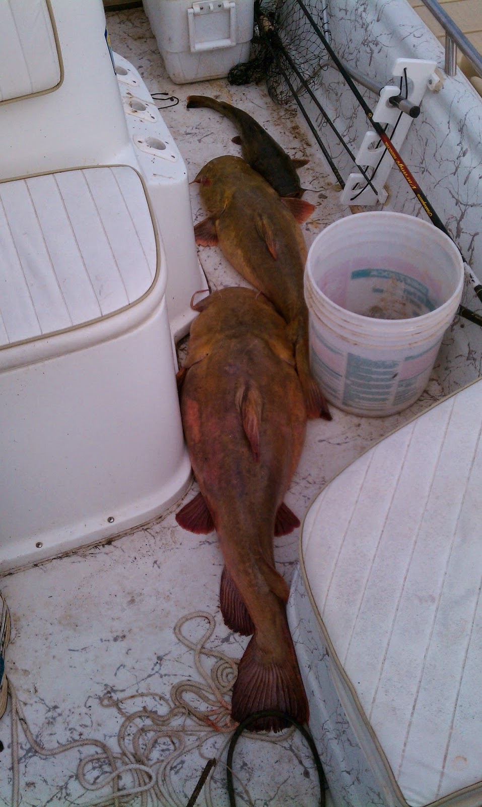 JaredDavidsonPhotography Catfish pictures63 pound Flathead catfish