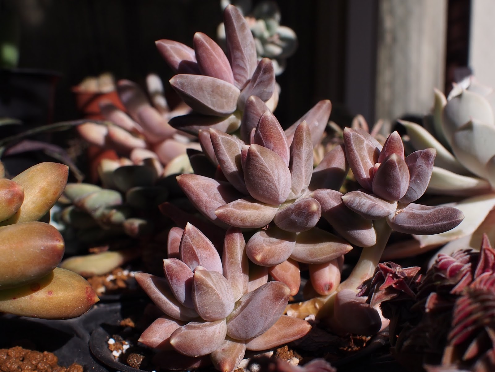 Rouka Succulents Note 1月 14