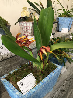 , Mostre primaverili: Horti di Veio e Monteporzio catone 2017, diarid'orchidee