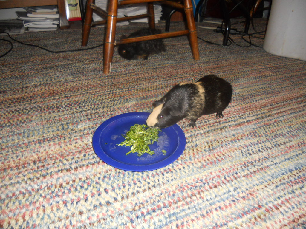 Cavy Savvy A Guinea Pig Blog Can Guinea Pigs Eat Watercress?