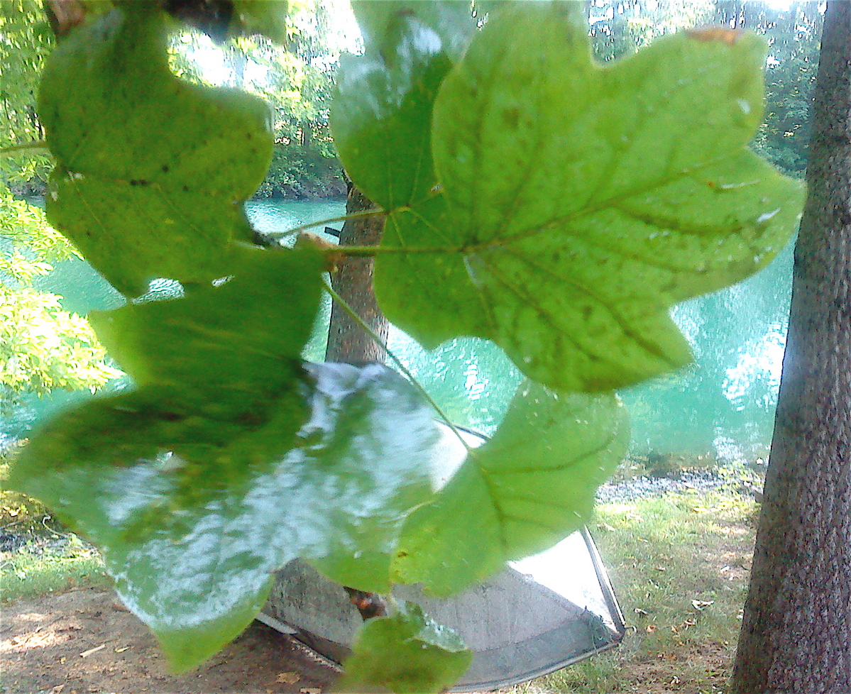 outdoorscribe When you park under a tree, it's not sap on the