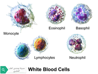 خلايا الدم البيضاء Wbc Laboratory