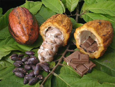 SEP02- Grupo 2- Hablando del cacao