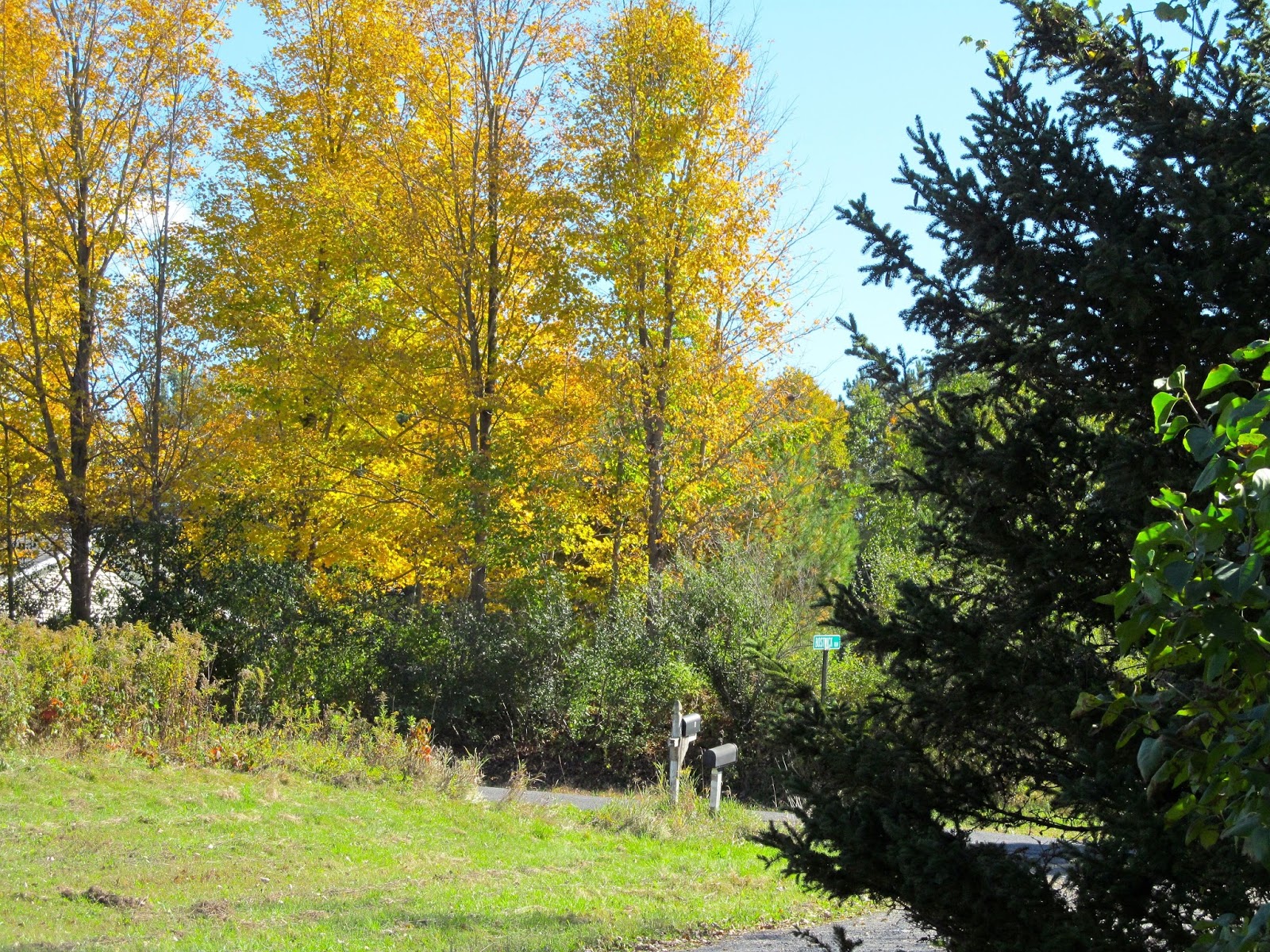 Connecting With Trees Treescapes near Ithaca, NY (Land Between the Lakes)