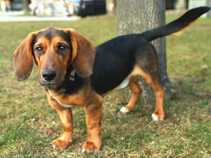 Nixon Basset Hound mix