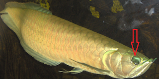 Apa penyebab mata turun pada ikan arawana dan bagimana ...