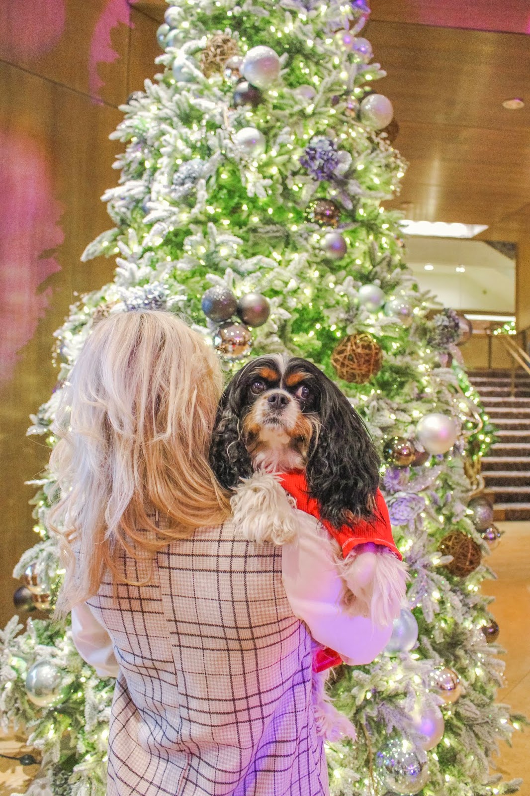 Where to Stay in Chicago, Fairmont Chicago Review - Pet Friendly Hotel - Cavalier King Charles Spaniel Puppy