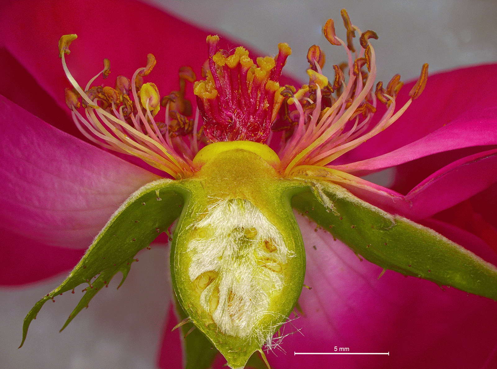 Scanning Electron Microscope Blog