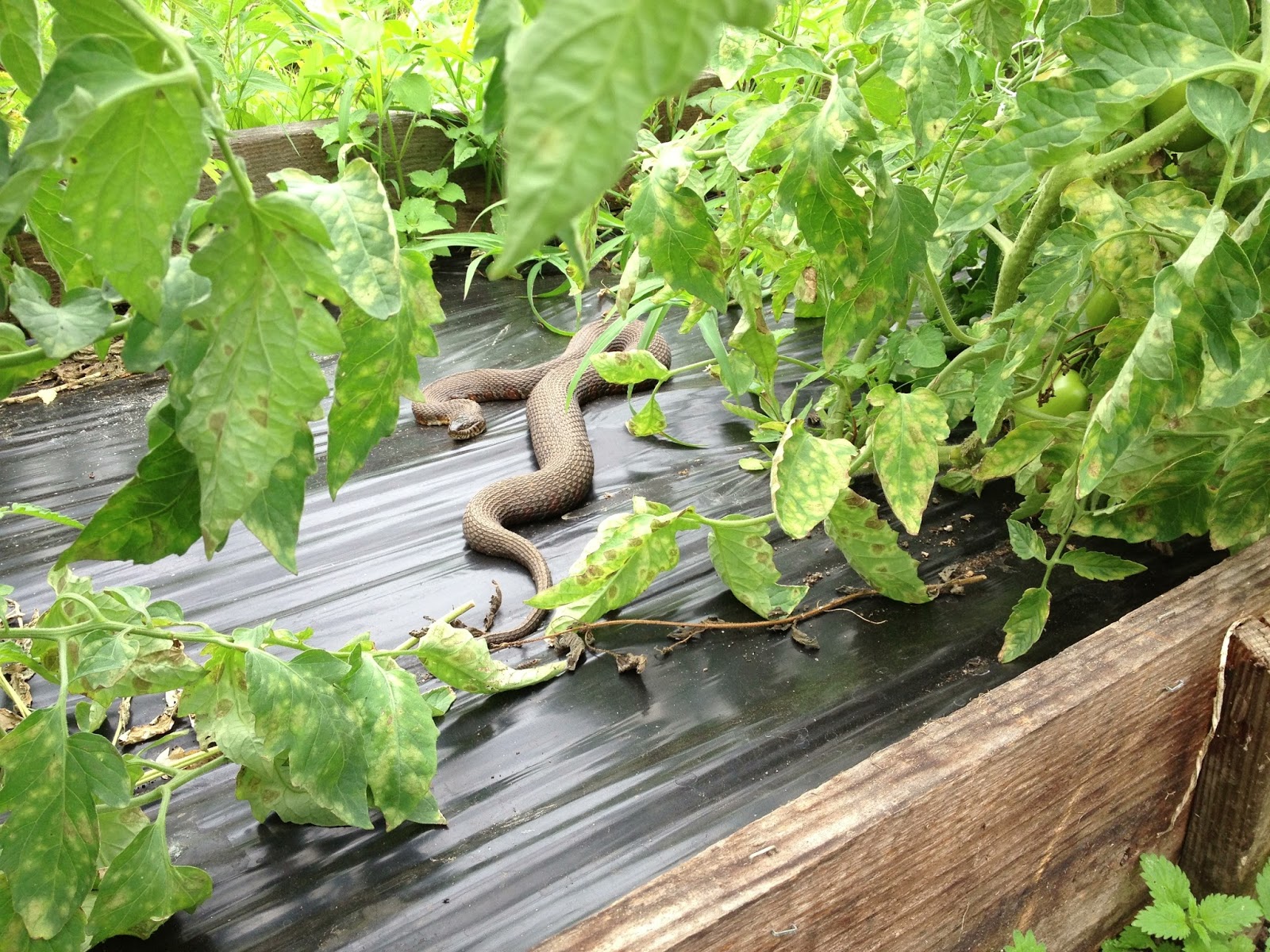 Spicebush Log A Snake Among the Tomatoes