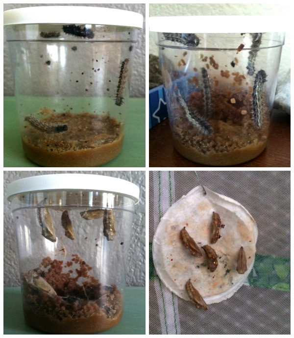 caterpillar growth shown in a collage