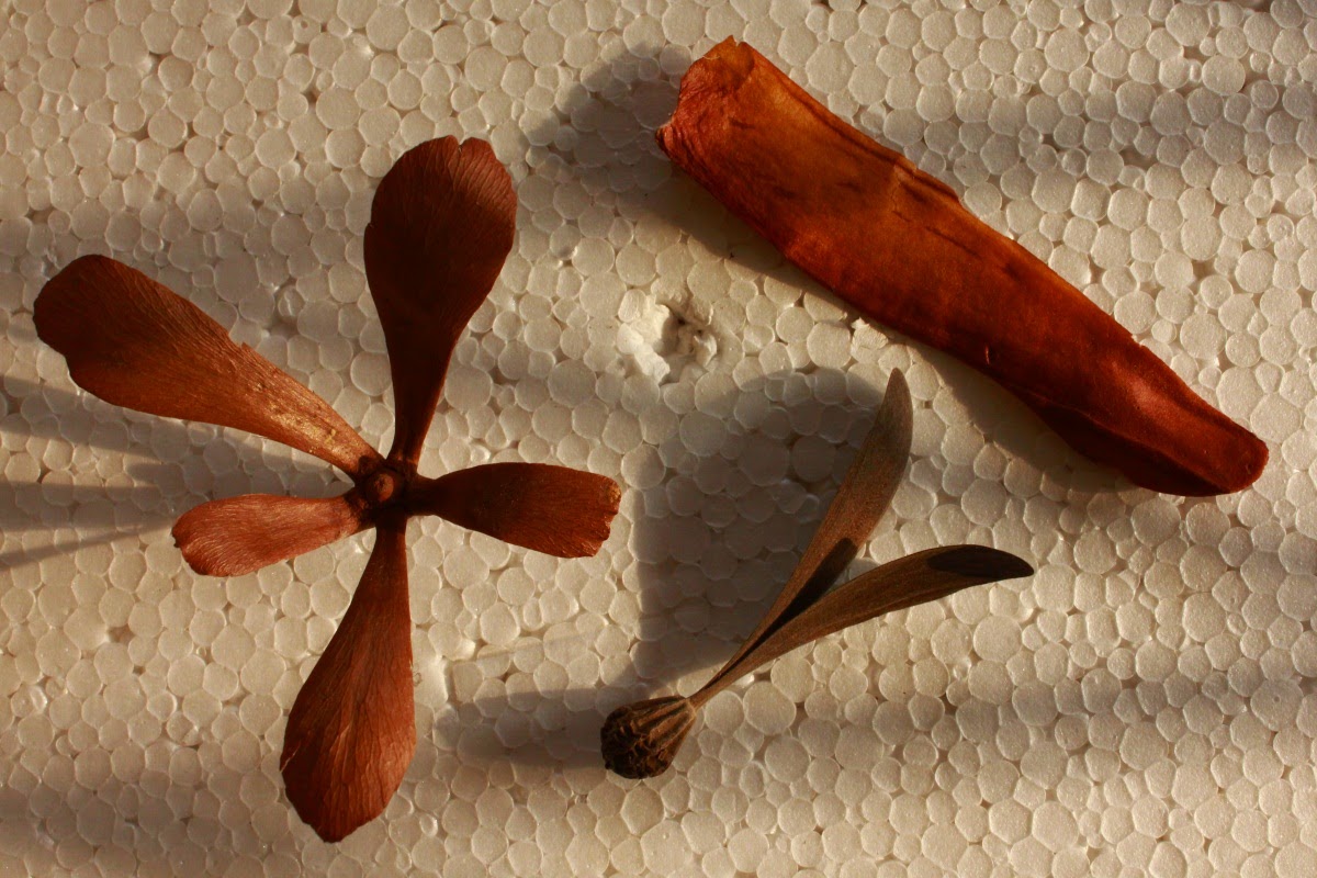Journeys across Karnataka spinning seeds
