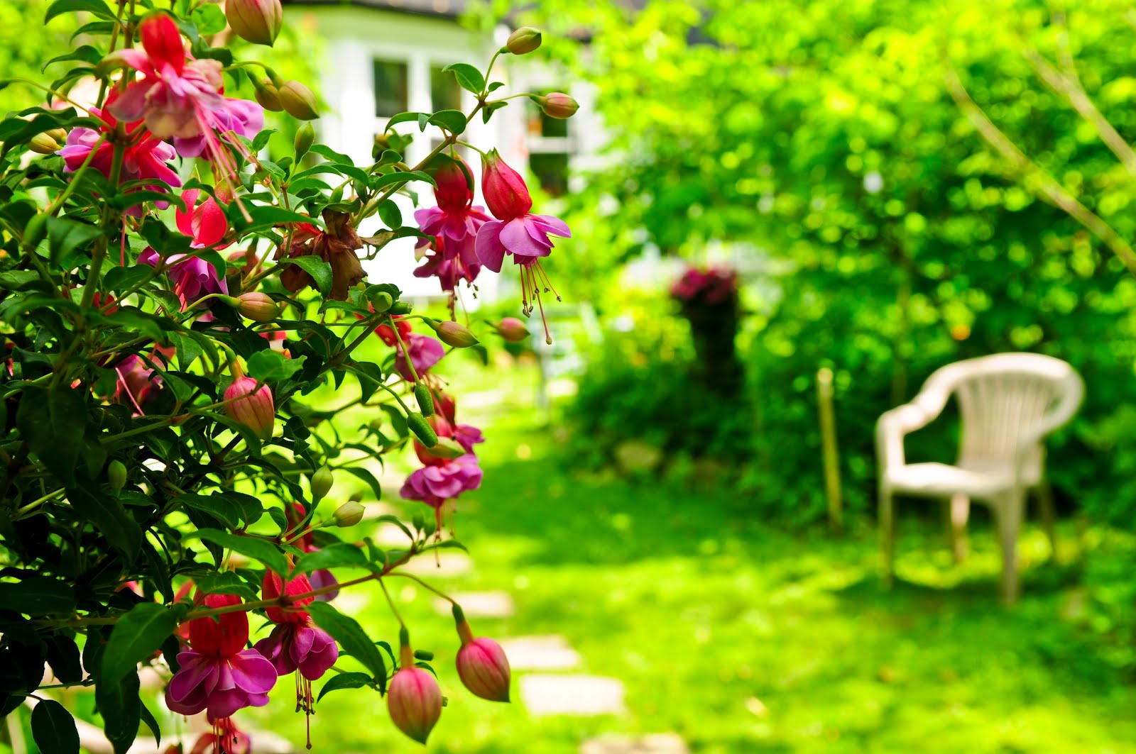 BANCO DE IMÁGENES GRATIS Miradas de mi jardin Una flor BANCO DE IMÁGENES GRATIS Miradas de mi jardin Una flor