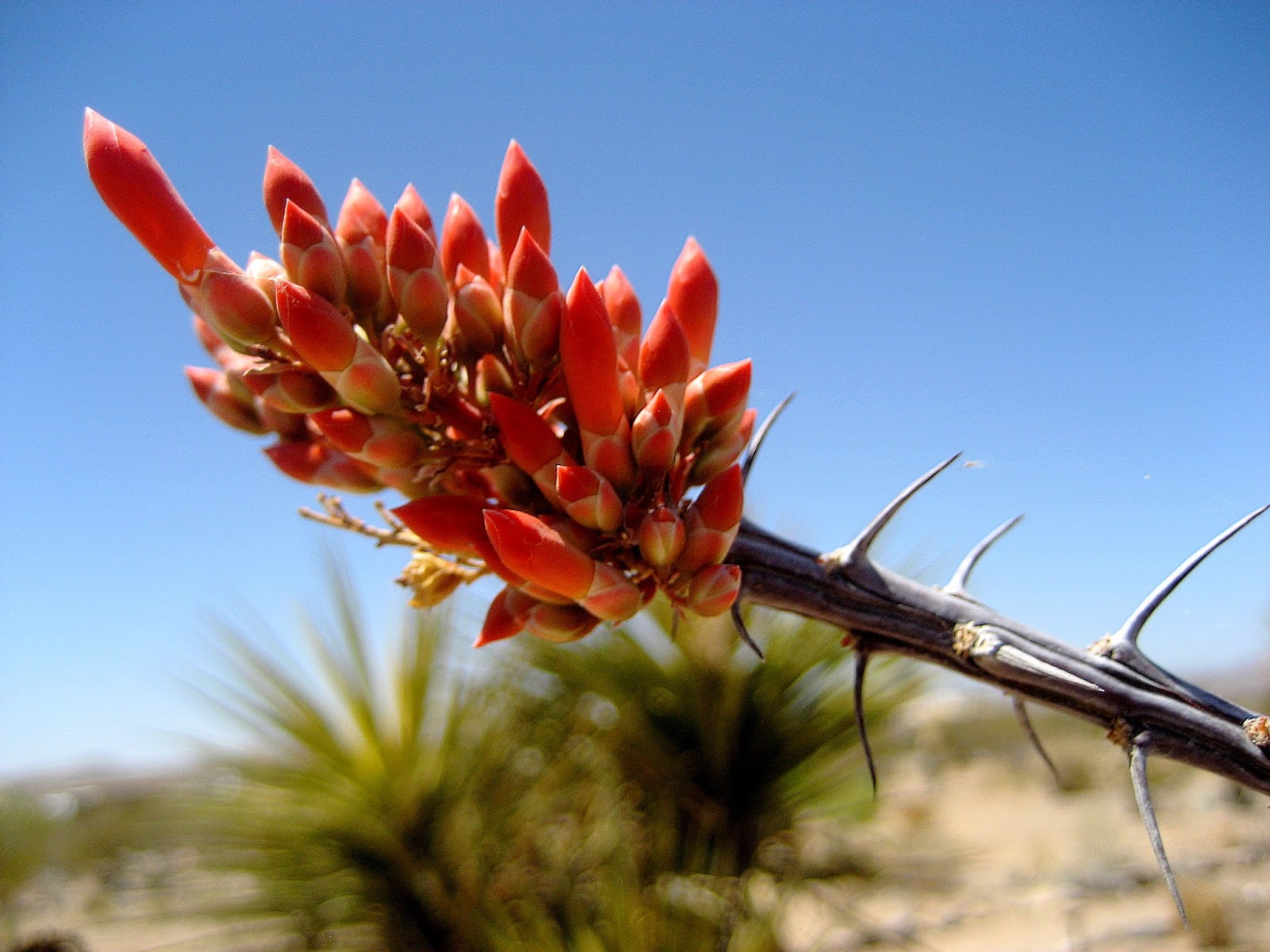 Living Rootless El Paso UTEP An Ocotillo Day