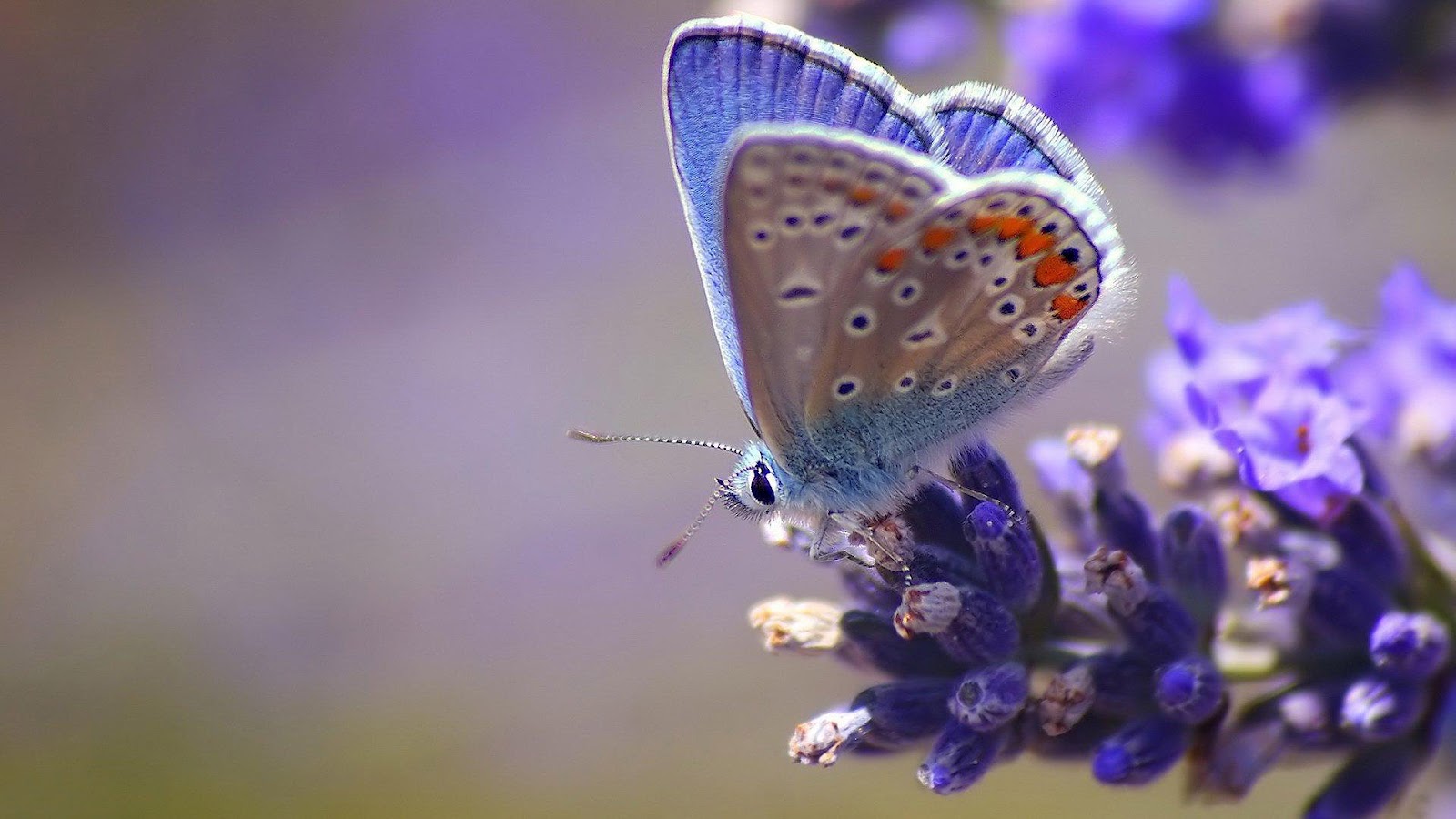 природа бабочка животные цветы синие бесплатно
