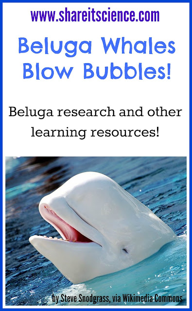 Beluga Whales Blow Bubbles! www.shareitscience.com