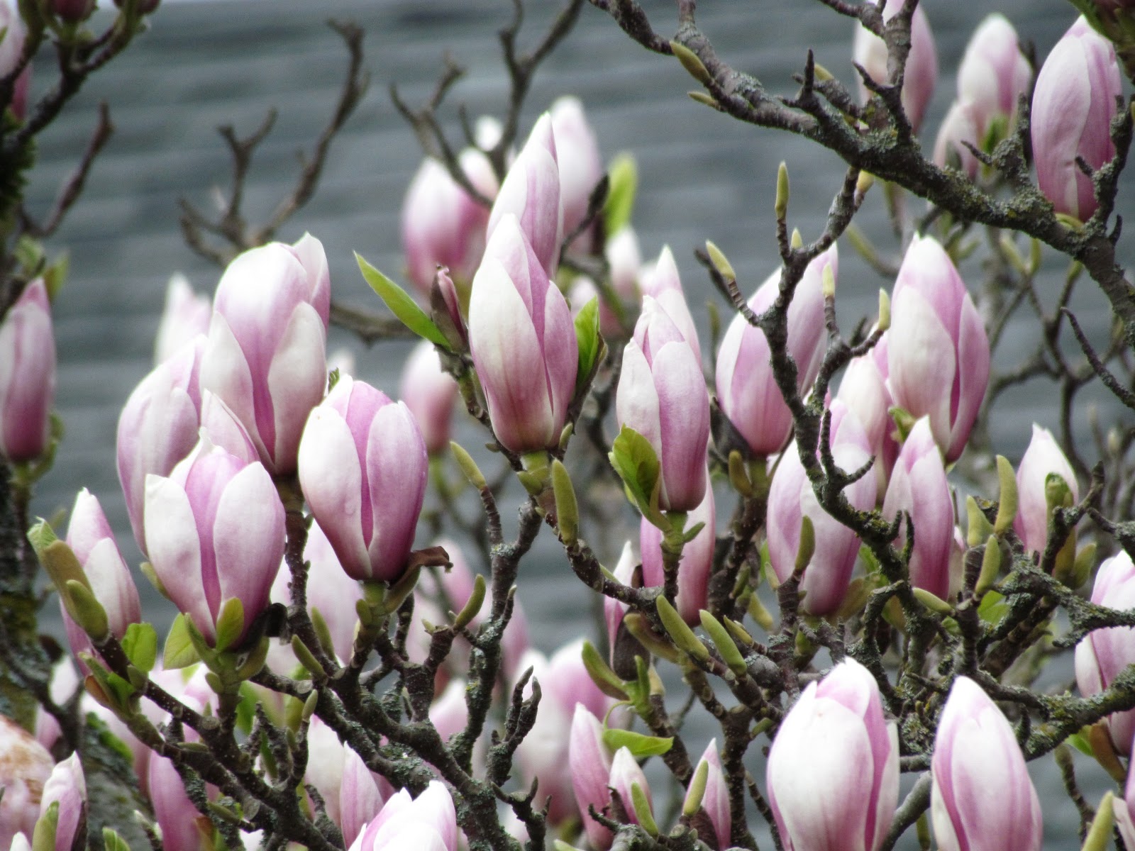 Scene Through My Eyes Spring Flowers scene-through-my-eyes-spring-flowers