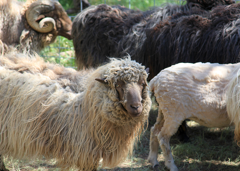Wildly Woolly: 2012 Flagstaff Fiber Festival