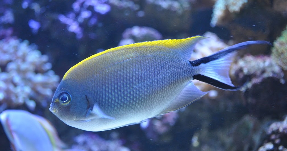 ZOOTOGRAFIANDO (6.100 ANIMALS) PEZ ÁNGEL COLA DE GOLONDRINA / SPOTBREAST ANGELFISH (Genicanthus