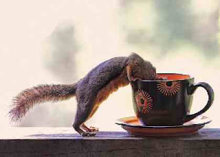 Squirrel looks into coffee Squirrel looks into coffee