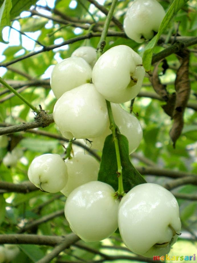 Gambar Kumpulan Gambar Jambu Foto Buah Buahan Segar Animasi Jus Buka di ...