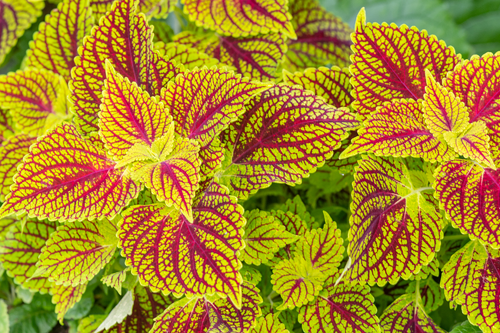 Coleus Colors From Sun to Shade