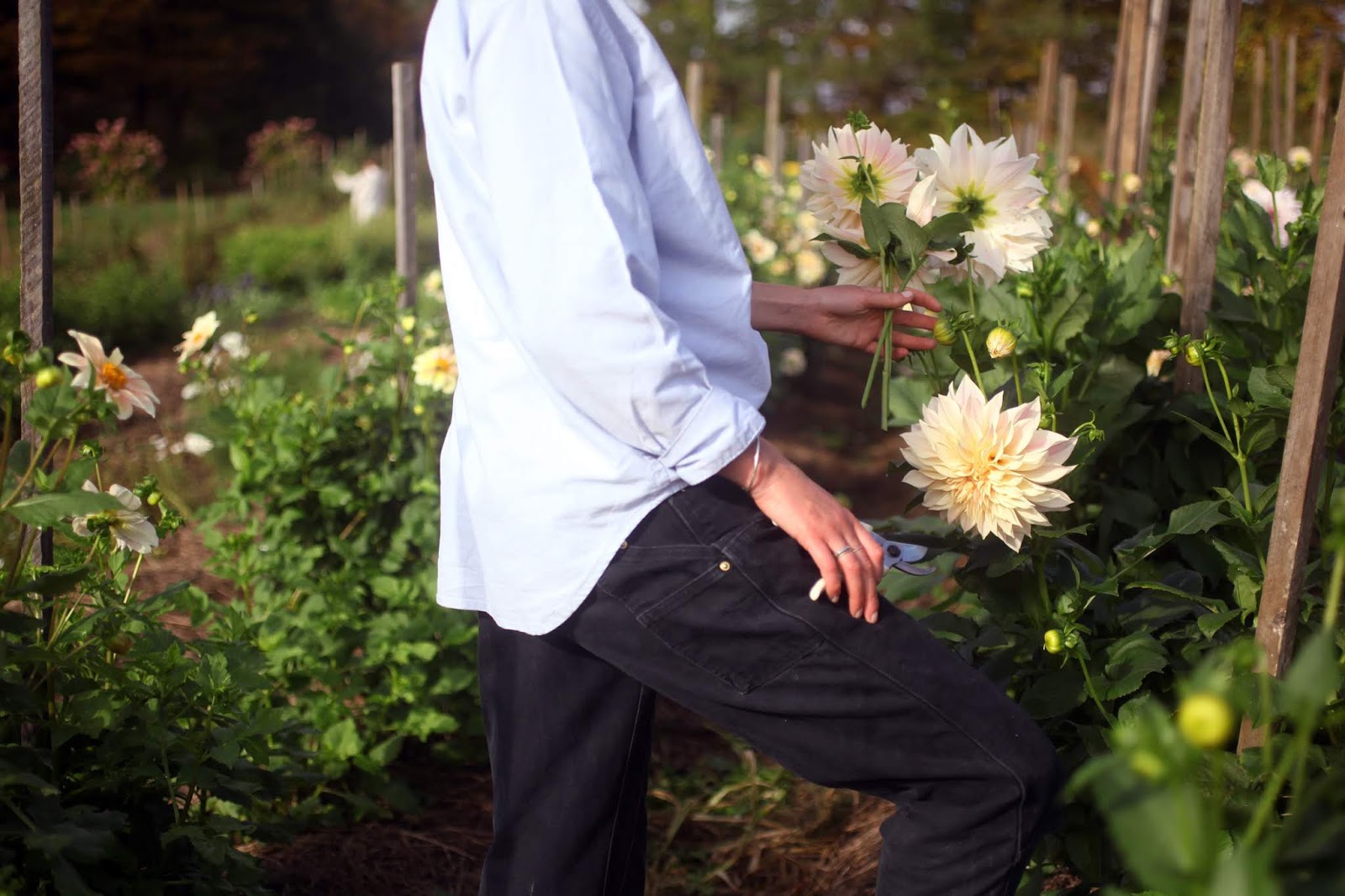 Talking To Plants Oakleaf Hydrangea Gatsby