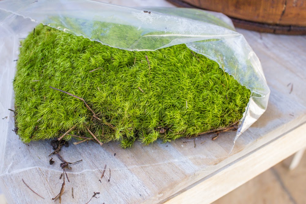 The Polished Pebble Live Moss Centerpiece DIY