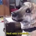 Vídeo da Semana: Cachorro 'falante’