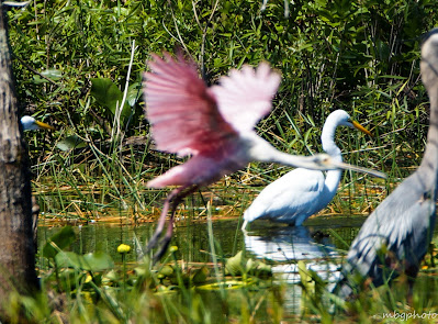 rosate spoonbill in flight photo by mbgphoto