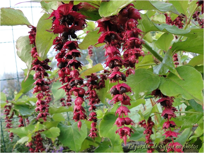 Arbres Aux Faisans Leycesteria Du Martinaa