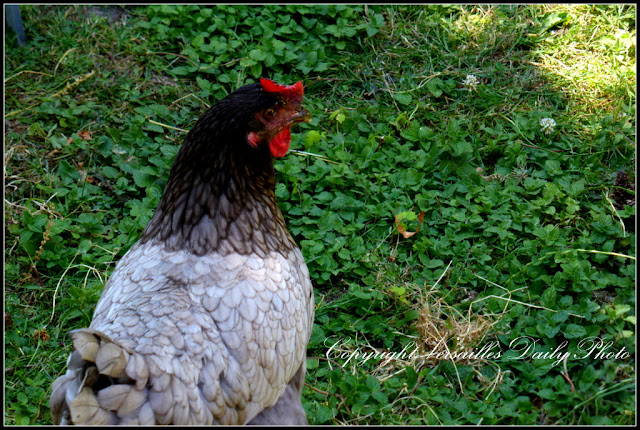 Chicken Versailles Domaine de Madame Elisabeth