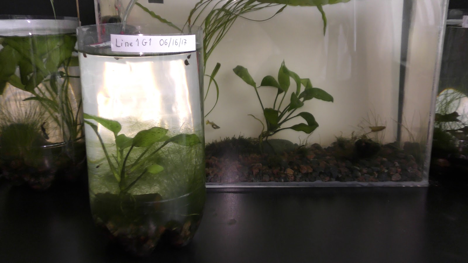 Random Bits Growing Land Plants Underwater